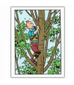 Carte Postale Double - Tintin Dans l'Arbre